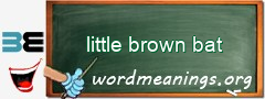 WordMeaning blackboard for little brown bat